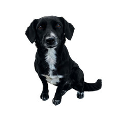 Obraz premium Smiling black dog with white chest,brown eyes. Cute dog portrait isolated on white background.