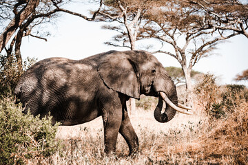 Tansania Elefant Baum