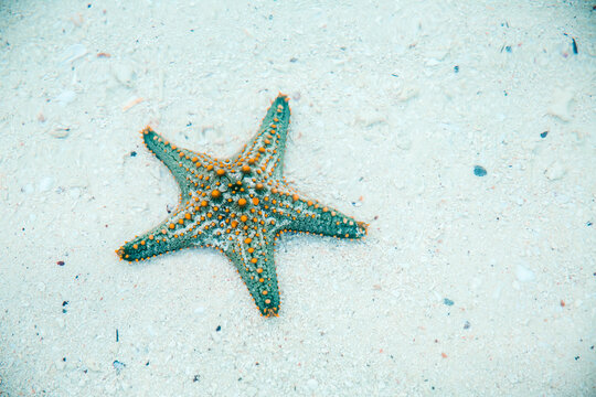 Zanzibar Seestern
