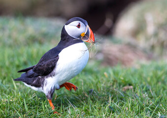 atlantic puffin or common puffin