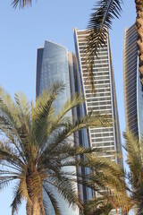 Fototapeta na wymiar skyscrapers and palm trees, Abu Dhabi