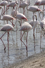 flamingos in the water, Ras Al Khor, Dubai