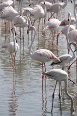 pink flamingos in the water, Ras Al Khor, Dubai