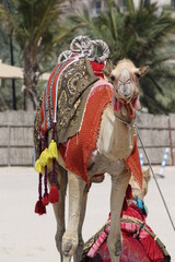 camel in the beach, Dubai