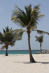 palm trees on the beach, Dubai