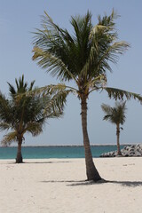 Obraz premium palm trees on the beach, Dubai
