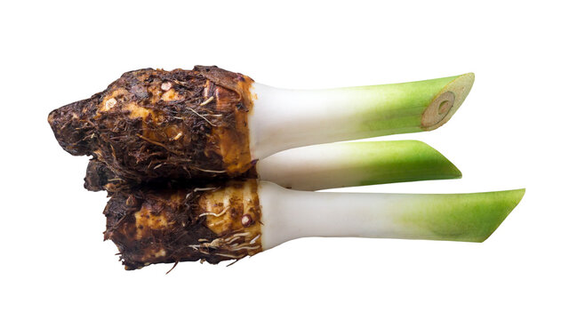 Three fresh taro roots in stack isolated on white background with clipping path in png file format