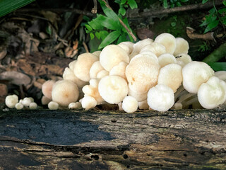 Wild mushrooms growing on a log -background texture-in Minnamurra Rainforest in Budderoo National Park, Jamberoo, NSW, Australia.