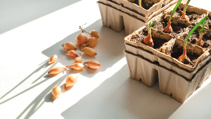 Agriculture, Growing onions from seeds of bulbs at home. Organic products, eco food, agro background, country life, countryside