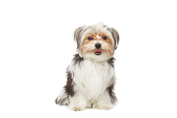 Puppy Maltese lapdog isolated on white background..