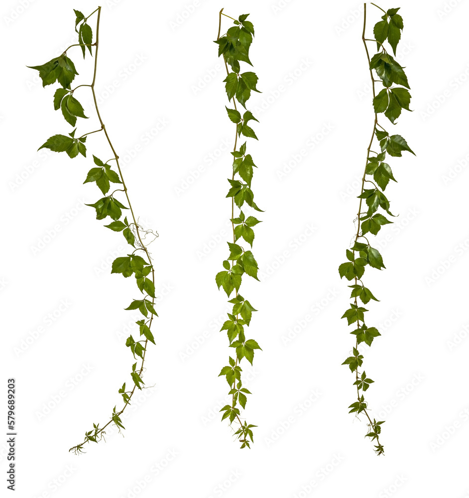 Fototapete selection of green leaves of a vine / hedera branch isolated on transparent background - png - image