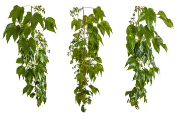 collection / set of green leaves of a vine branch isolated on transparent background - png - image...