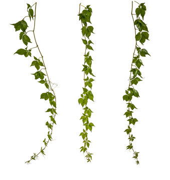 selection of green leaves of a vine / hedera branch isolated on transparent background - png - image compositing footage - alpha channel - forest - nature - jungle element - high resolution
