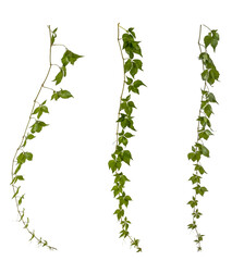 selection of green leaves of a vine / ivy / hedera branch isolated on transparent background - png - image compositing footage - alpha channel - nature - forest - jungle element - 579689410