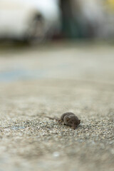 Little mouse on the floor, Yongma land, South Korea