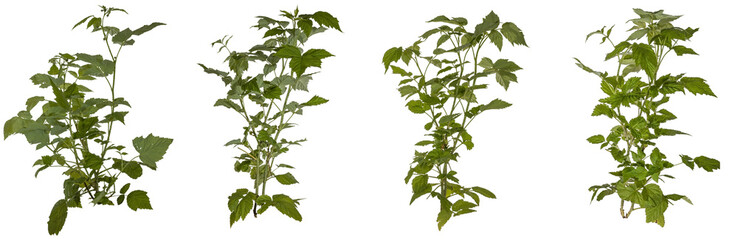 selection of green leaves of a redberry bush / blackberry bush isolated on transparent background - png - image compositing footage - forest - jungle - nature - elements - high resolution
