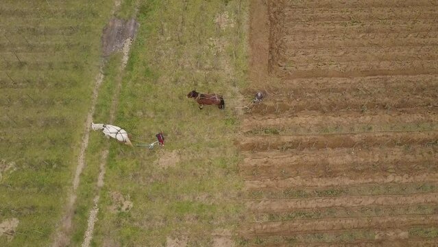 Farmers Using A Draft Horse And A Plow In A Rural Landscape With Vineyard. Aerial Topdown