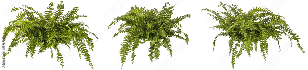 Wall mural set / selection of green leaves of fern plant isolated on a transparent background - png - image com