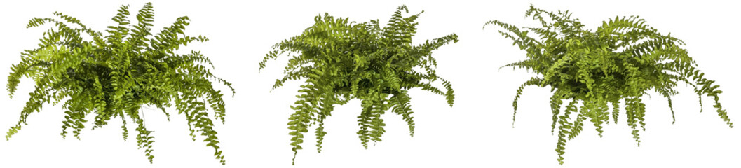 set / selection of green leaves of fern plant isolated on a transparent background - png - image compositing footage - alpha channel - jungle, forest, wood