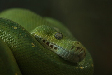 Sleeping snake