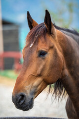 Fototapeta premium portrait of a horse