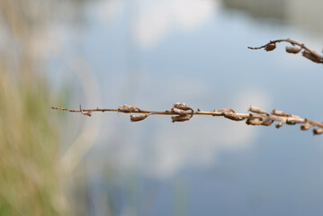 Dry wild grass spikelets. Abstract natural background in pastel colors. High quality photo