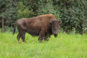 Full body portrait of a Wood Bison cow (Bison bison athabascae) standing in grass
