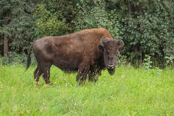 Schilderijen op glas Full body portrait of a Wood Bison cow (Bison bison athabascae) standing in grass © Chris