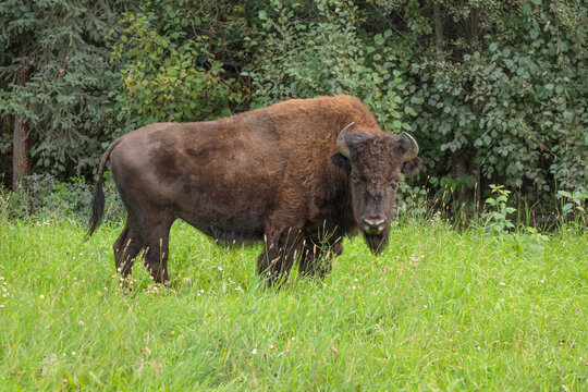 Full body portrait of a Wood Bison cow (Bison bison athabascae) standing in grass