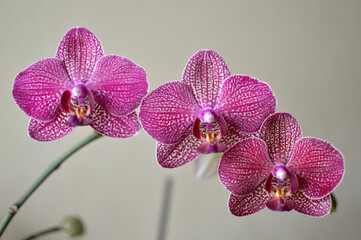 purple phalaenopsis orchid in bloom close up