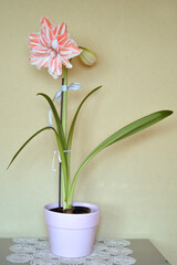 colorful amaryllises in bloom in flower pot