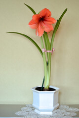 colorful amaryllises in bloom in flower pot