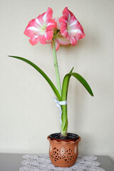 colorful amaryllises in bloom in flower pot