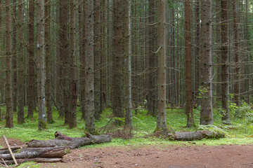 Naklejka premium Inside the pine forest. Tree trunks, small trees and moody weather