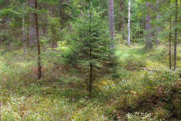 Inside the pine forest. Tree trunks, small trees and moody weather