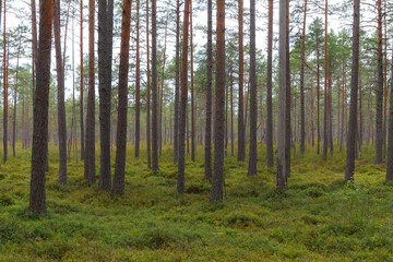 Inside the pine forest. Tree trunks, small trees and moody weather