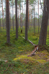Inside the pine forest. Tree trunks, small trees and moody weather