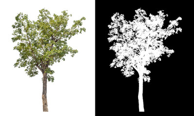Single tree with clipping path and alpha channel on black background.