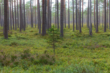 A beautiful natural forest in Northern Europe