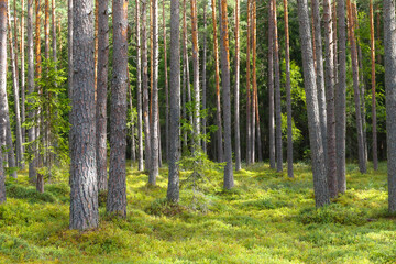 Fototapeta premium A beautiful natural forest in Northern Europe