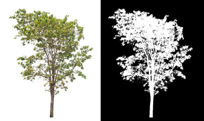Single tree with clipping path and alpha channel on black background..