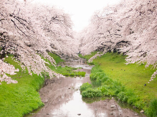 根川緑道の桜