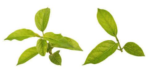 Gymnema inodorum branch green leaves on transparent background.