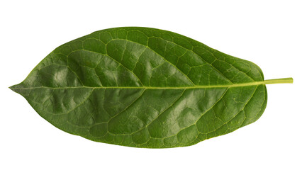 Gymnema inodorum green leaf on transparent background.
