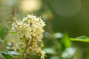 Henna branch flowers on nature background.