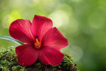 Musk mallow or Abelmoschus moschatus flower on nature background.