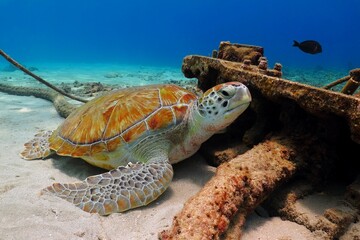 Cute sea turtle (Chelonia mydas) on the ocean bottom and swimming fish. Underwater photography from...