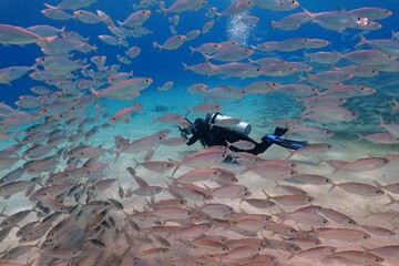 Marine wildlife and underwater photographer. Scuba diver swimming with the school of fish. Vortex of fish in the blue ocean. Underwater photography from scuba diving in the shallow sea.