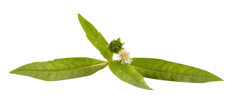 False daisy or eclipta prostrata on transparent background.