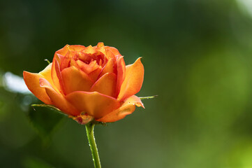 Orange rose on nature bokeh background.
